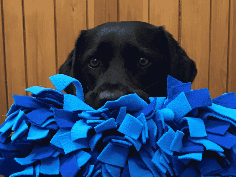 Photo of black Labrador holding a snuffle mat in her mouth