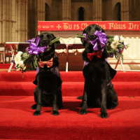 Photo of two dog ambassadors holding a bunch of flowers in their mouth