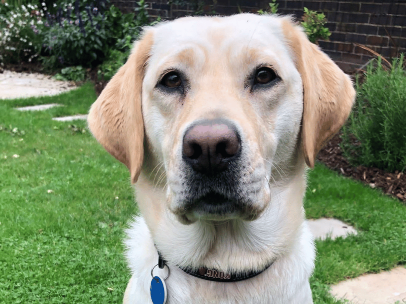 Headshot photo of Labrador