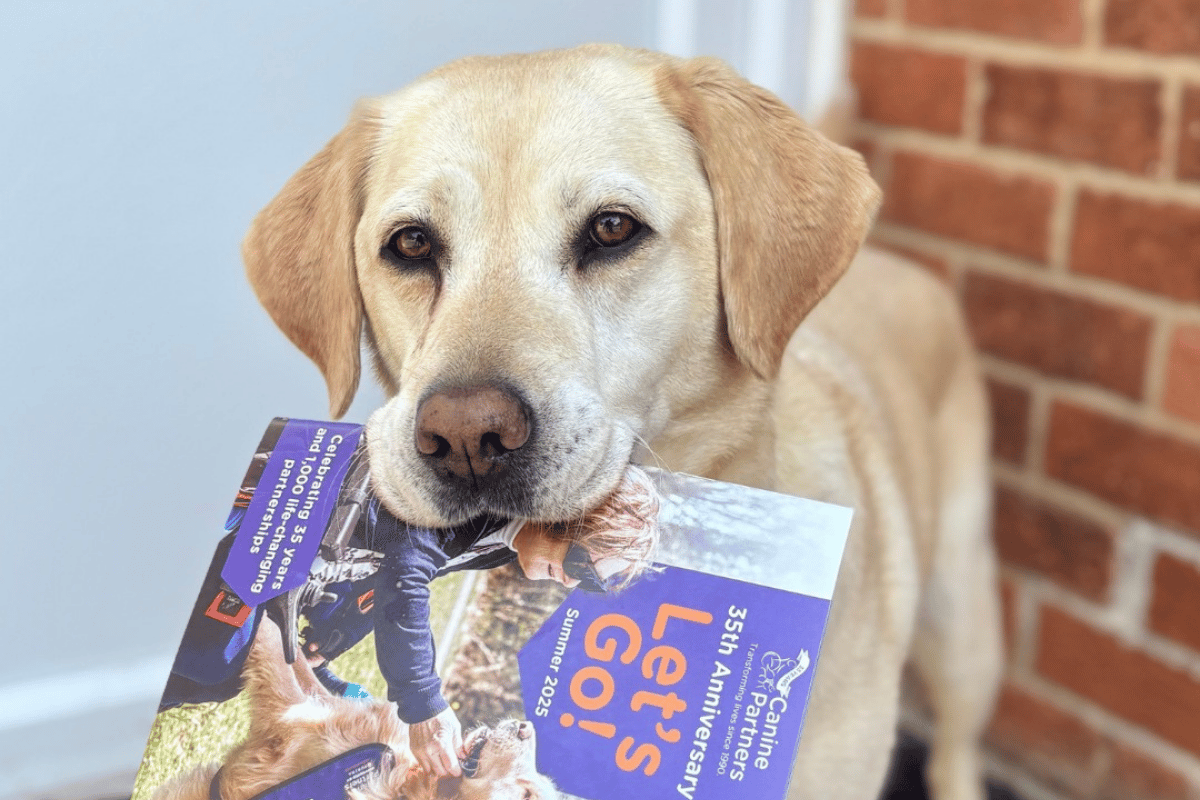 Photo of dog holding let's go in its mouth