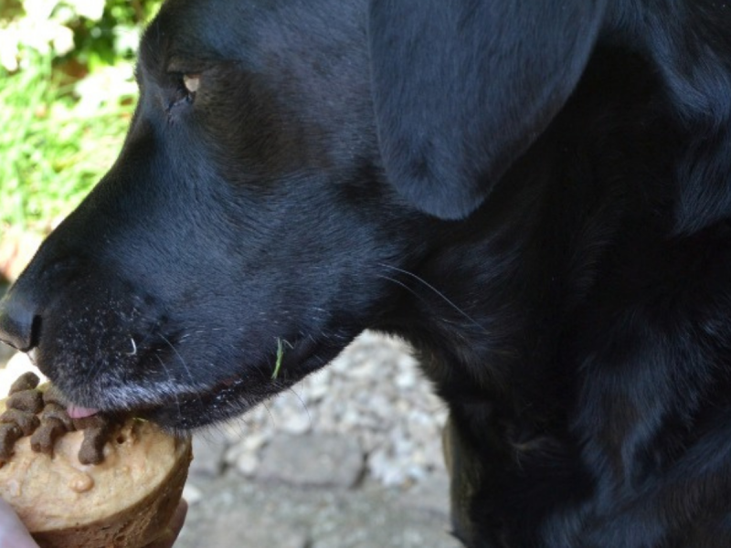 Photo of black Labrador eating dog friendly cake