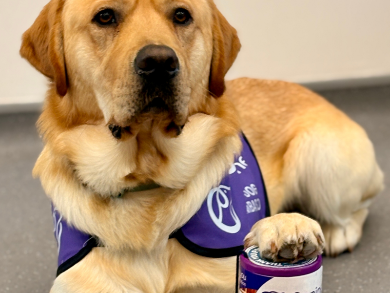 Photo of dog putting his paw on a collection tin pot