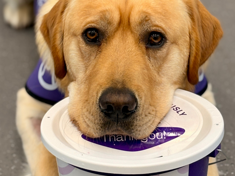Photo of dog putting his chin on the collection tin pot