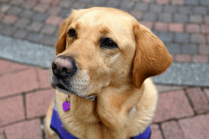 Photo of a yellow Labrador
