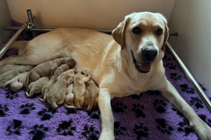 Photo of yellow brood lying down with her puppies feeding on her