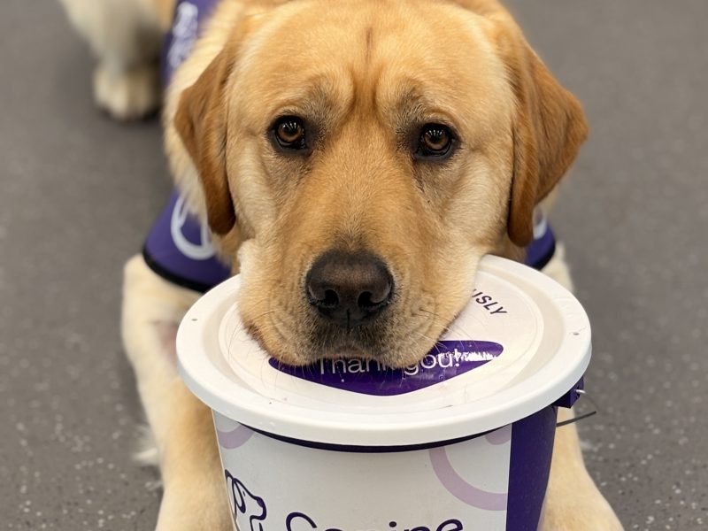 Photo of dog putting his chin on the collection tin pot
