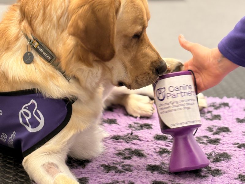 Photo of dog sniffing collection tin pot
