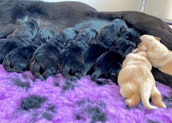 Photo of brood with lots of puppies feeding on her