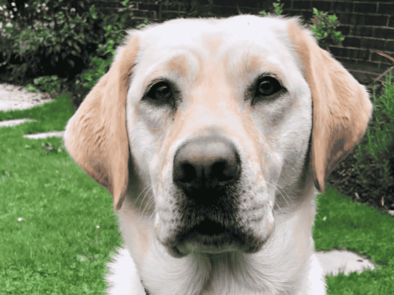 Headshot of Myrtle dog Ambassador