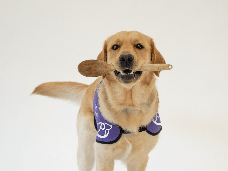Photo of dog holding wooden spoon in his mouth