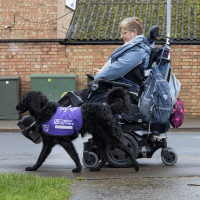 Lady in wheelchair walking in the public with black Canine partner by her side