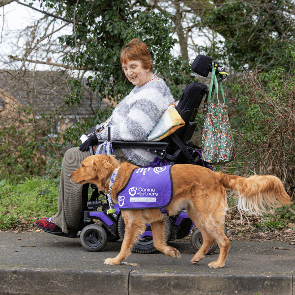 Photo of assistance dog walking next to a wheelchair