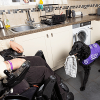 Dog holding a tea towel in his mouth giving to partner