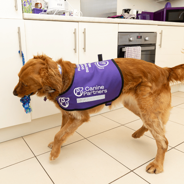 Photo of assistance dog opening cupboards