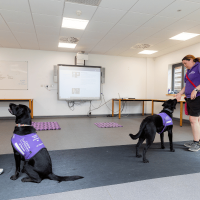 Photo of dogs being trained in classroom