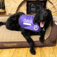 Dog lying on its bed in purple jacket