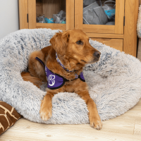 Photo of assistance dog lying down in bed