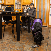 Photo of black Labrador picking up a phone with partner in the background