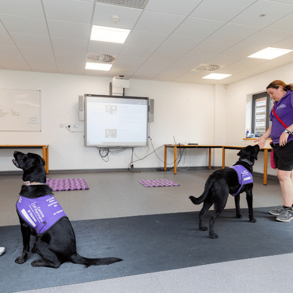 Photo of dogs being trained in classroom