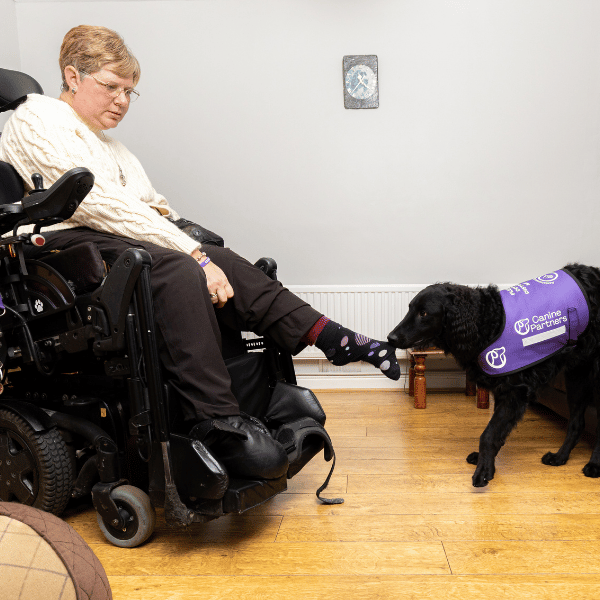 Lady in wheelchair with dog tugging off her sock