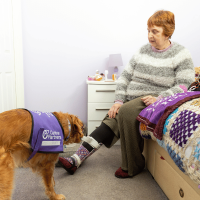 Photo of assistance dog helping partner to undo her leg braces
