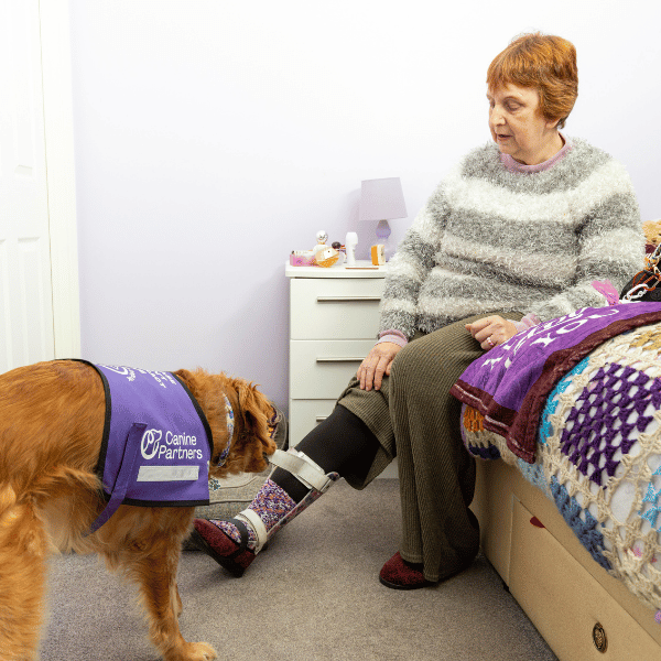 Photo of assistance dog helping partner to undo her leg braces