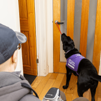 Photo of black Labrador opening a door