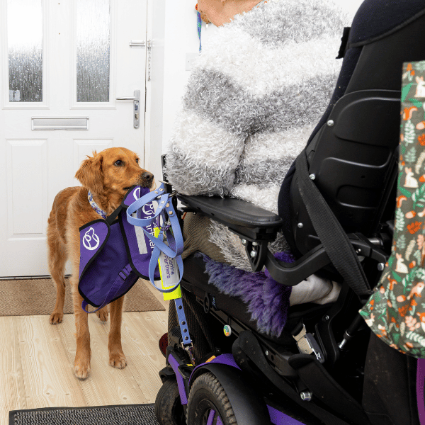 Photo of assistance dog holding jacket in mouth giving the jacket to a partner in a wheelchair