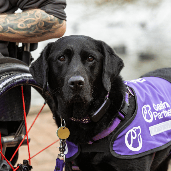 Photo of black Labrador with dog collar and tag visible staring at the camera
