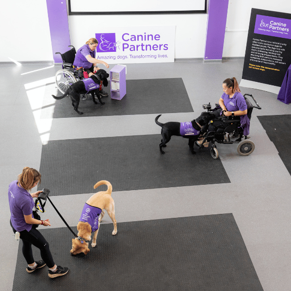 Trainers working with assistance dogs in training in the main training arena at the National Training Centre