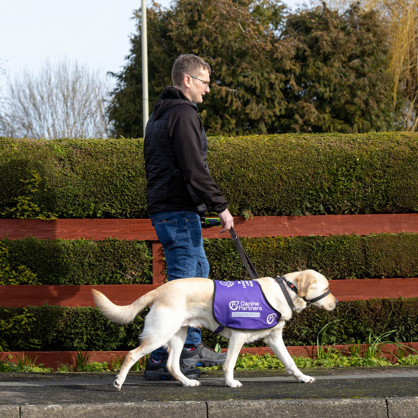 Photo of man walking by a bush with his yellow Labrador Canine partner in a jacket