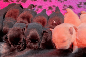 Six newborn puppies feeding off mum