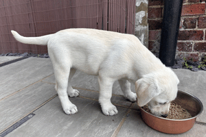 Puppy feeding out a big bowl