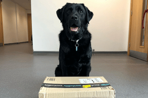Black Labrador sat behind the Amazon box
