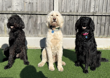 Three doodles sat in front of a fence