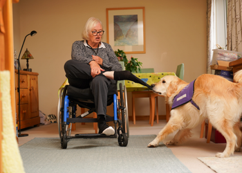 Photo of lady in her wheelchair with dog tugging off her sock