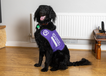 Black doodle Canine partner in his purple jacket sat in his living room