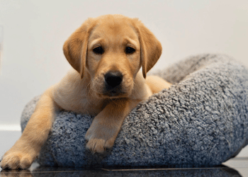 Photo of puppy sat in bed