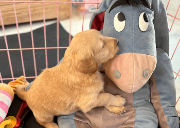 Puppy lying on a toy Eeyore