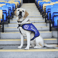 Photo of assistance dog on football stadium steps in his new jacket