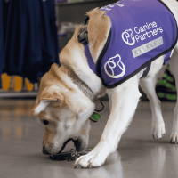 Photos of assistance dog picking up keys in his purple jacket