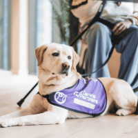 Photo of assistance, dog and jacket lying down on the floor
