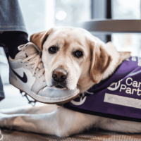 Photo of assistance dog resting its head on Partners foot