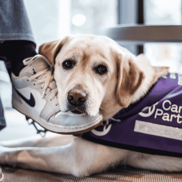 Photo of assistance dog resting its head on Partners foot