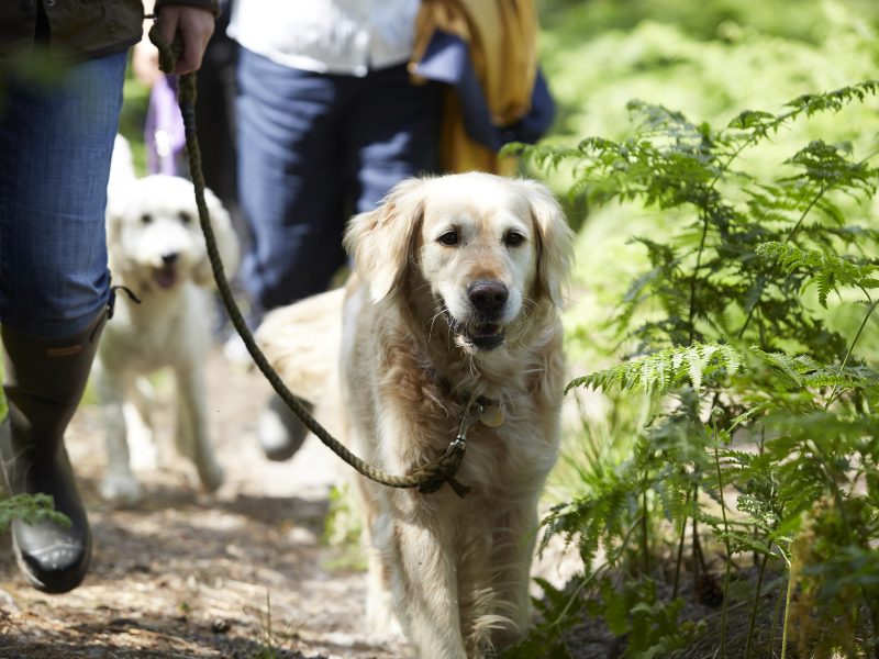 Goldie walking on a lead in a woods