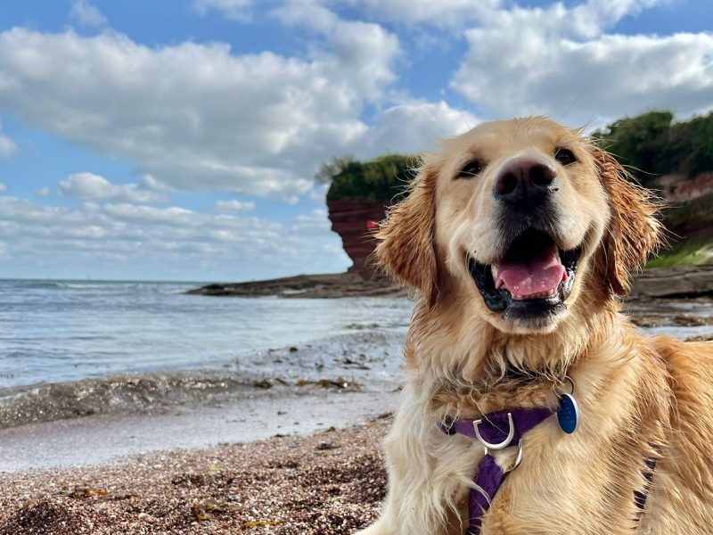 Advice for taking your dog on holiday