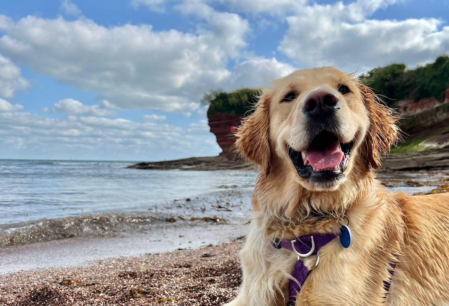 Advice for taking your dog on holiday