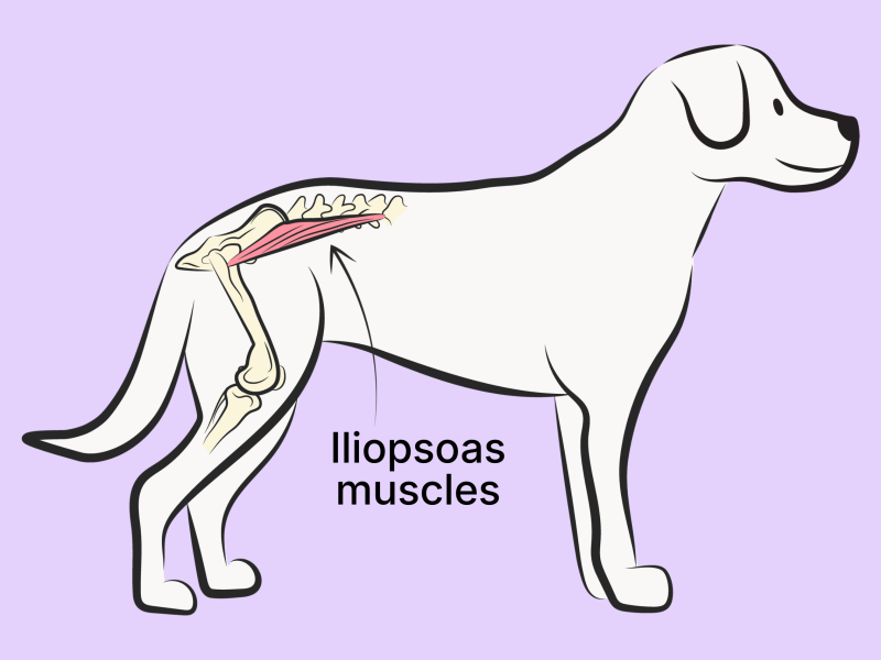 An illustration shows the hip flexor muscles on a dog